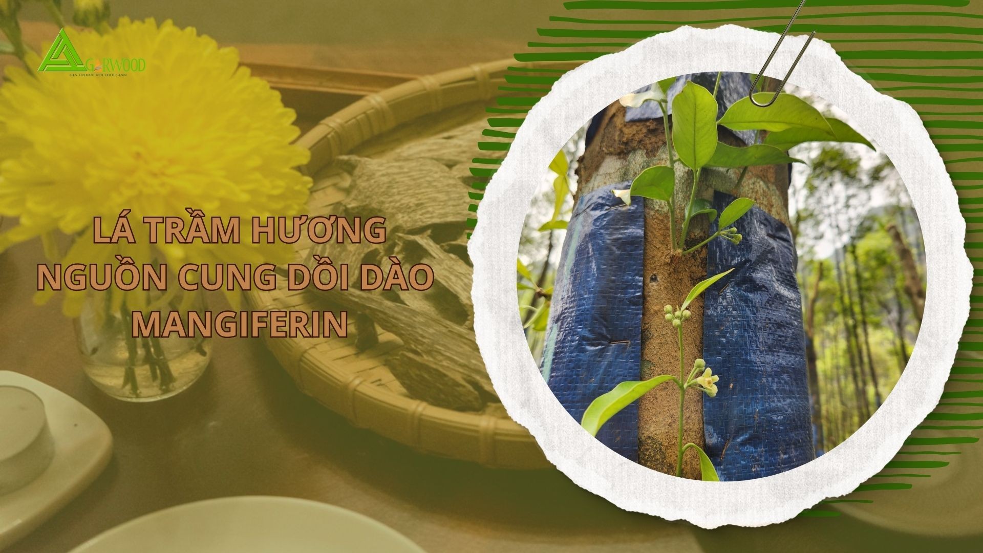 Lá trầm hương - Nguồn cung dồi dào Mangiferin